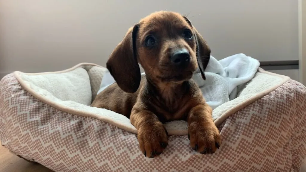 Dachshund puppy