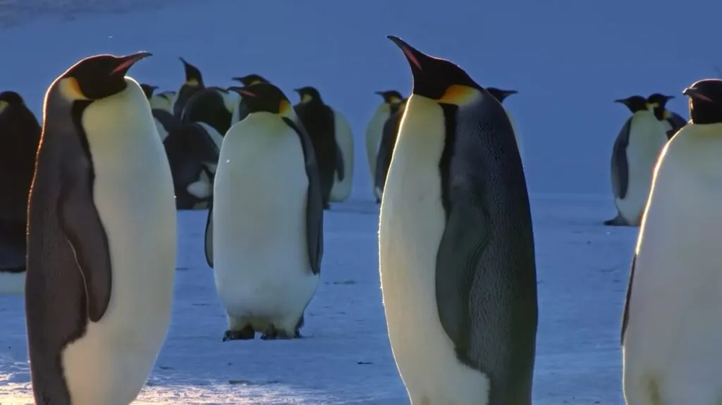 Emperor Penguin