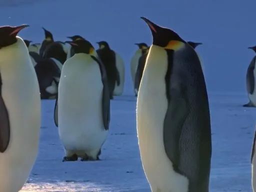 Emperor Penguin