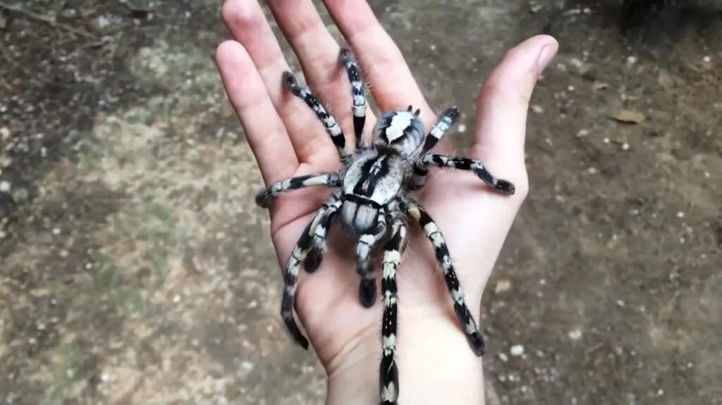 Face-Sized Tarantula - biggest spiders in the world