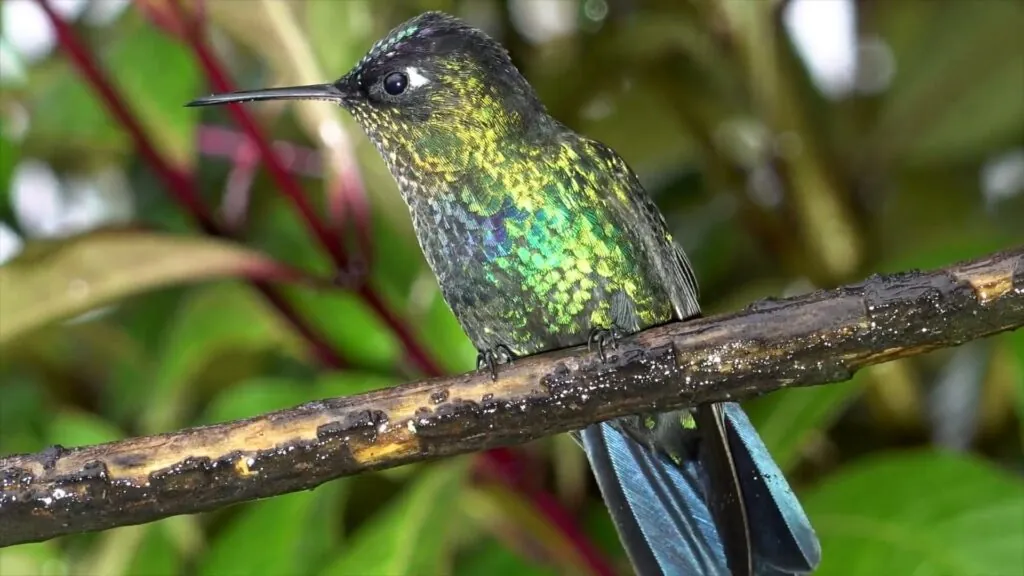 Fiery-throated Hummingbird