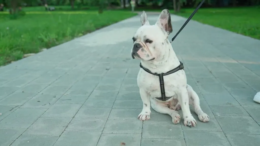 French Bulldog puppy