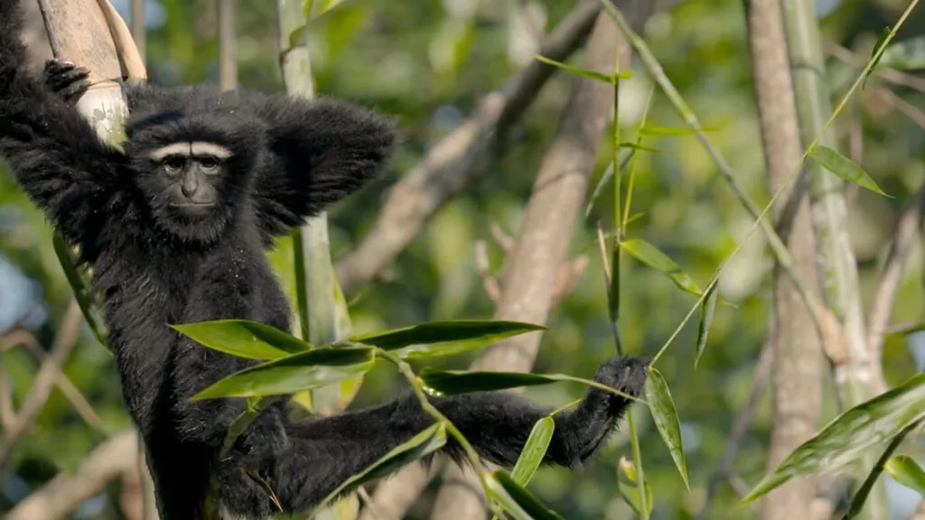 Gibbon monkey - Animals That Live in Trees