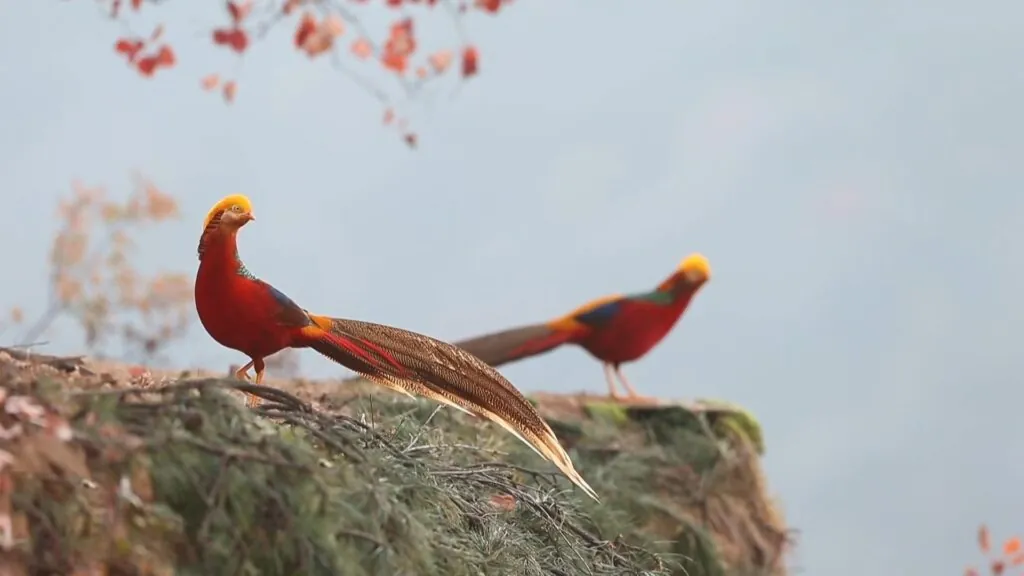 Golden Pheasant