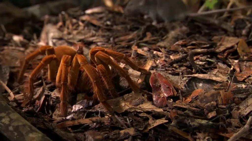 Goliath Birdeater