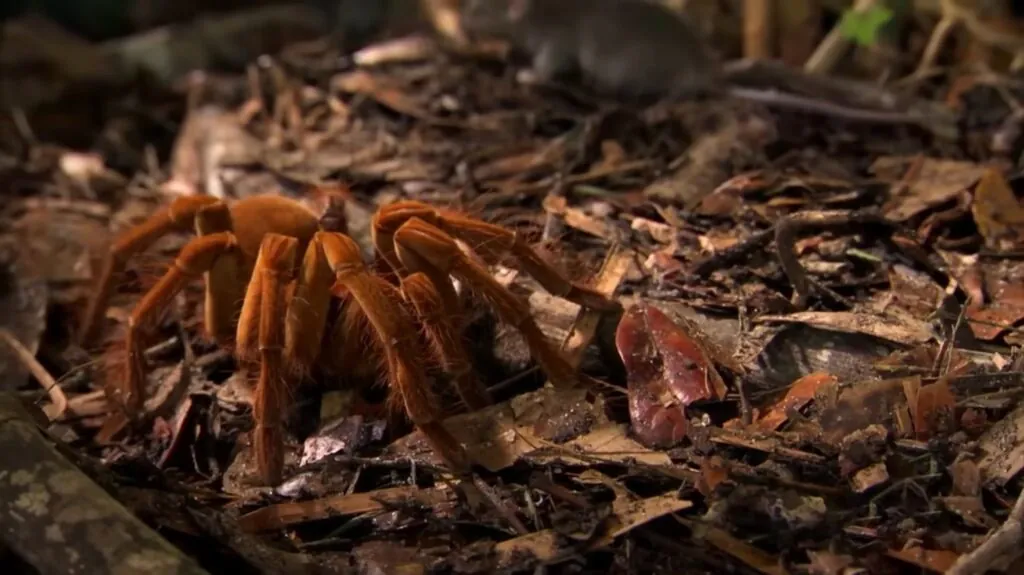 Goliath Birdeater