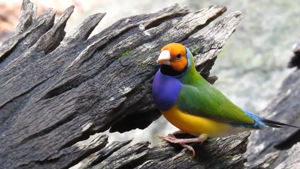 Gouldian Finch - Most Colorful Birds in the World