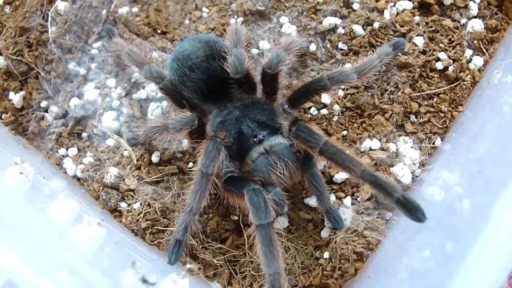 Grammostola anthracina - biggest spiders in the world