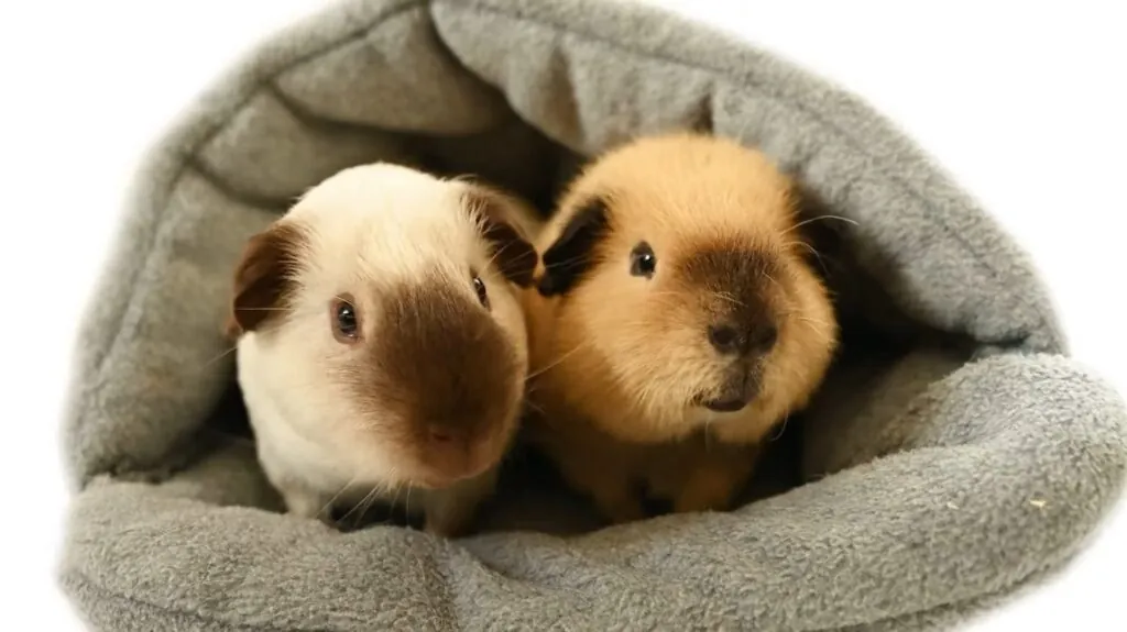 Guinea Pigs