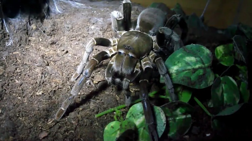 Hercules Baboon Spider - biggest spiders in the world