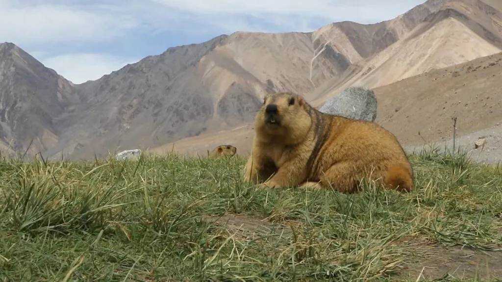 Himalayan Marmot