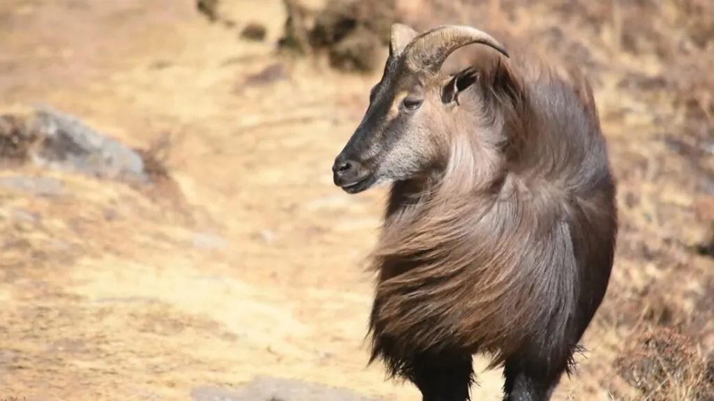 Himalayan Tahr