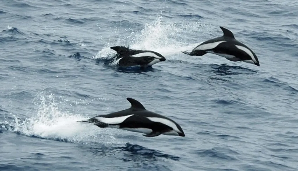 Hourglass Dolphin