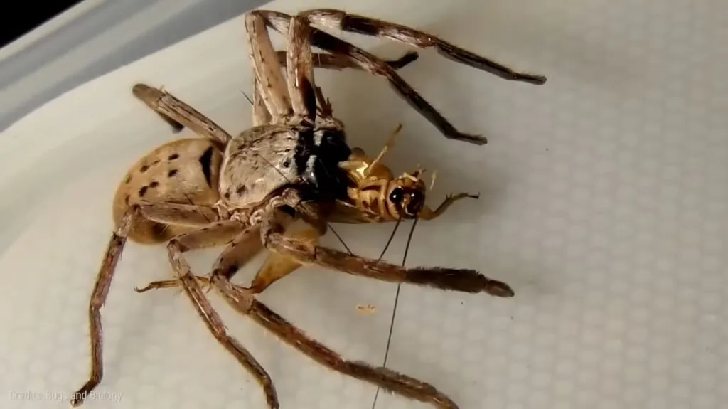 Huntsman Spider - biggest spiders in the world