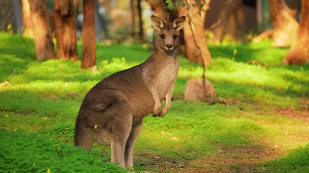 Kangaroo - Top 10 Fastest Land Animals in the World