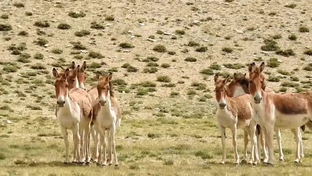 Kiang (Tibetan Wild Ass)