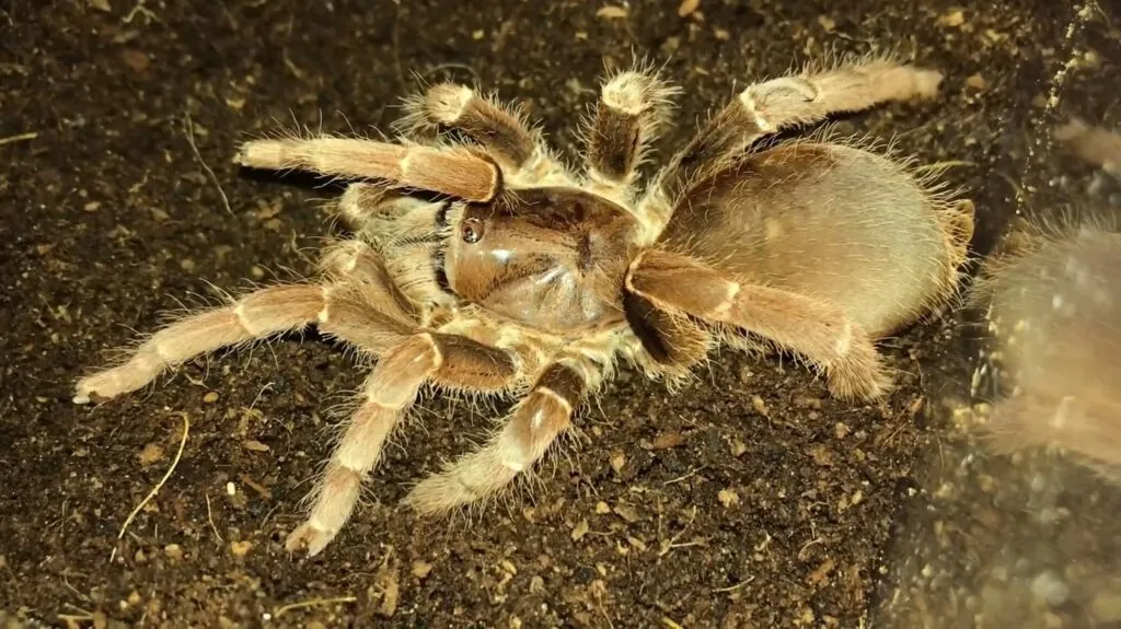 King Baboon Spider