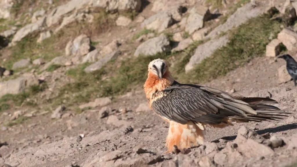 Lammergeier (Bearded Vulture)