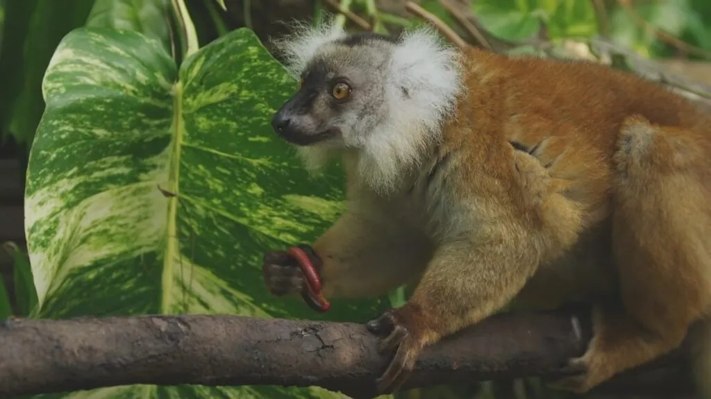 Lemur - Animals That Live in Trees