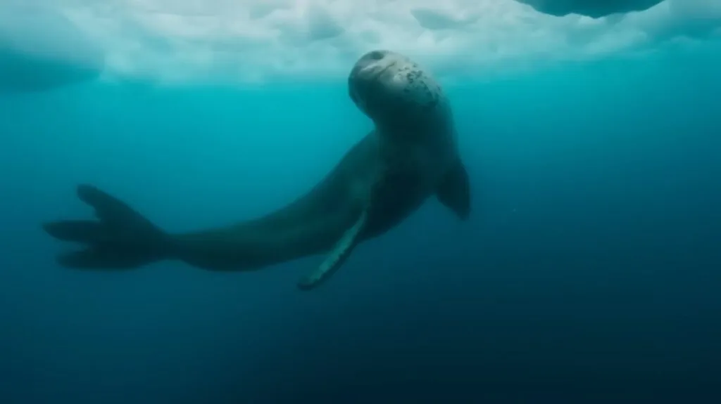 Leopard Seal