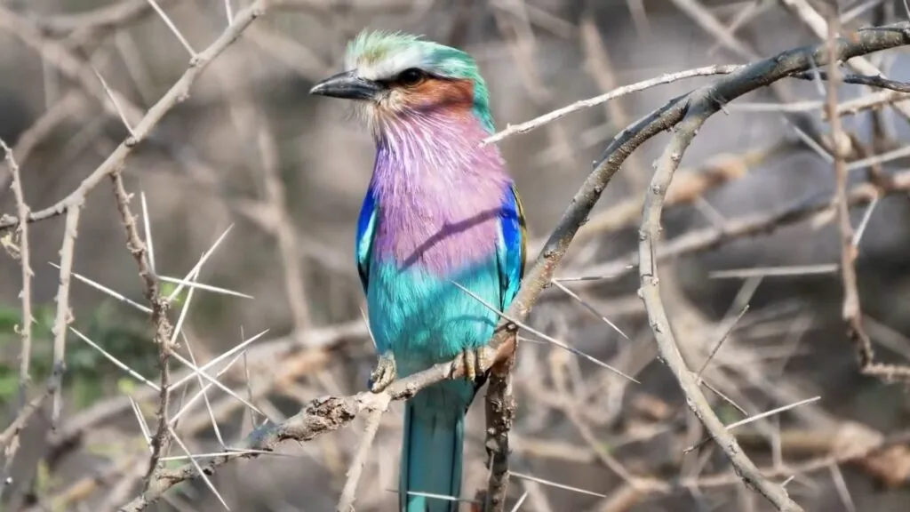 Lilac-Breasted Roller - Most Colorful Birds in the World