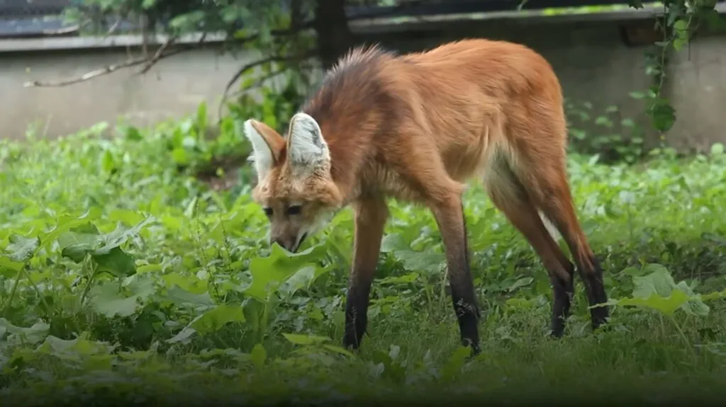 Maned Wolf