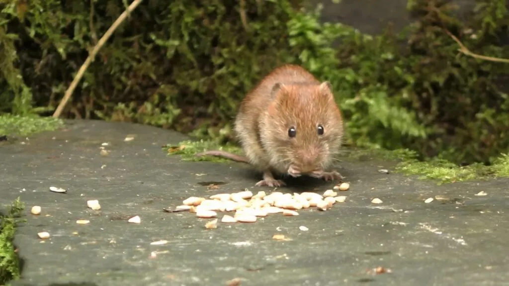 Mouse - Top 10 Animals Used for Research