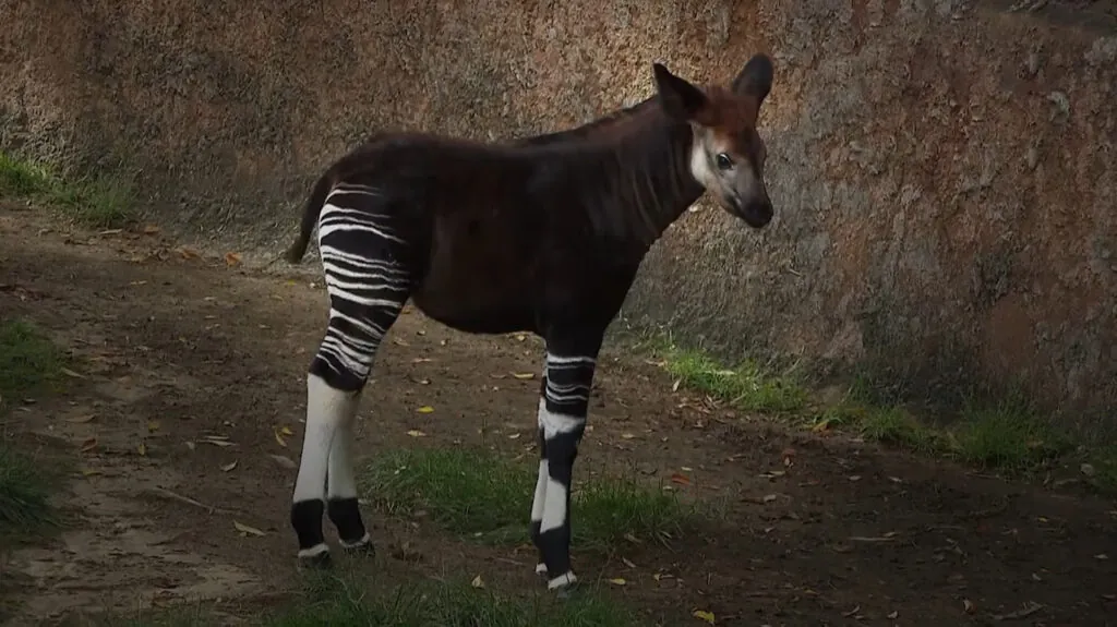 Okapi