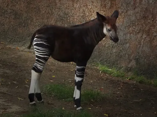 Okapi