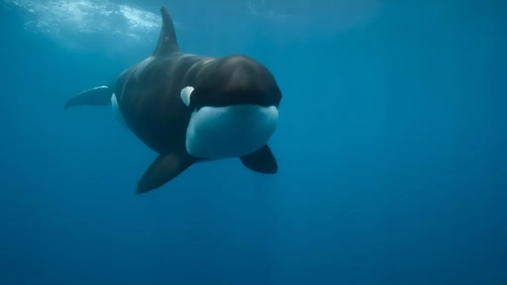 Orca - killer whale