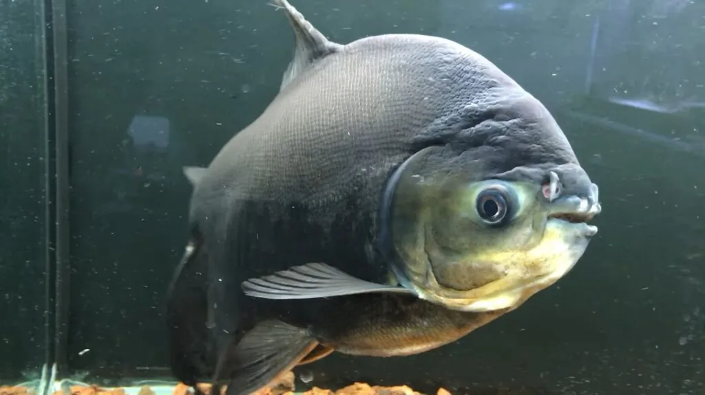 Pacu Fish