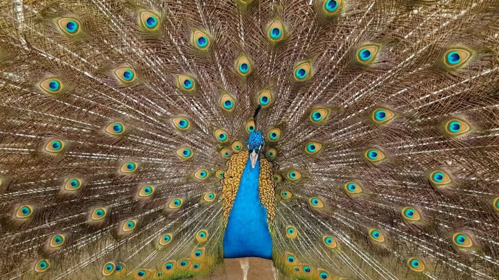 Peacock pictures - Most Colorful Birds in the World