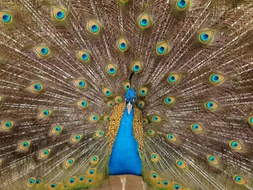 Peacock pictures - Most Colorful Birds in the World