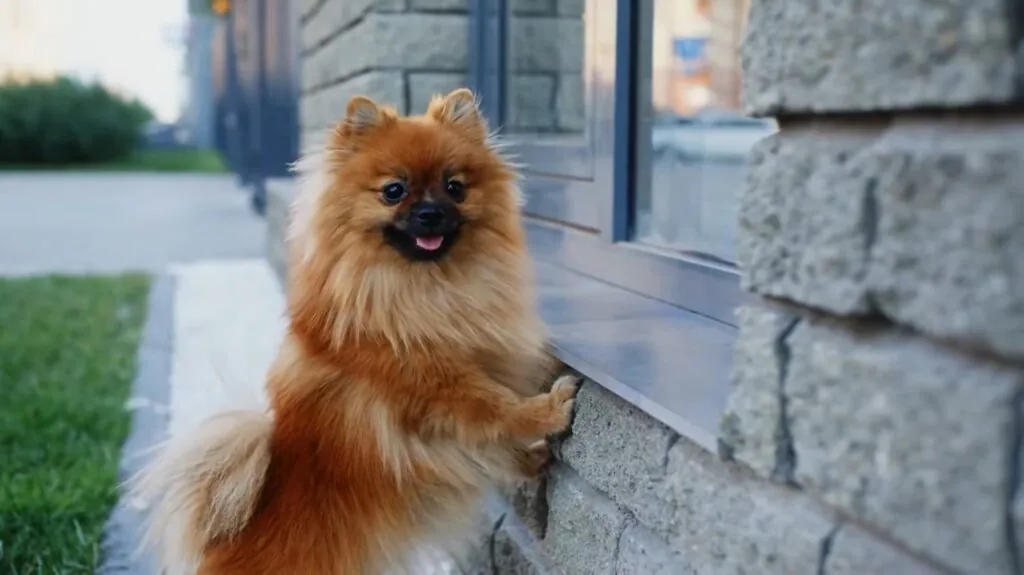 Pomeranian dog - top 10 cutest dogs in the world