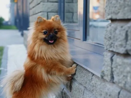 Pomeranian dog - top 10 cutest dogs in the world