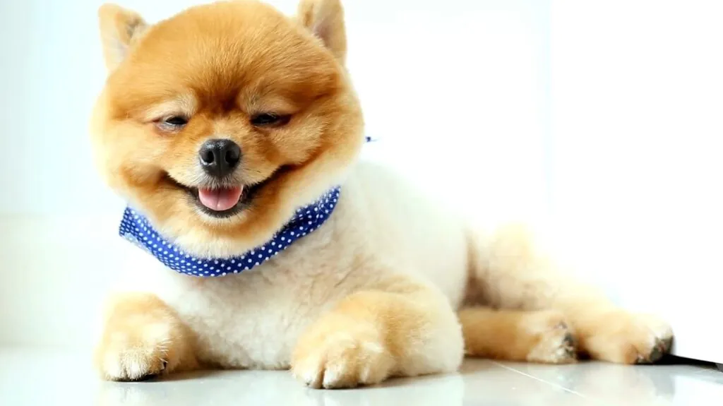 Pomeranian puppy