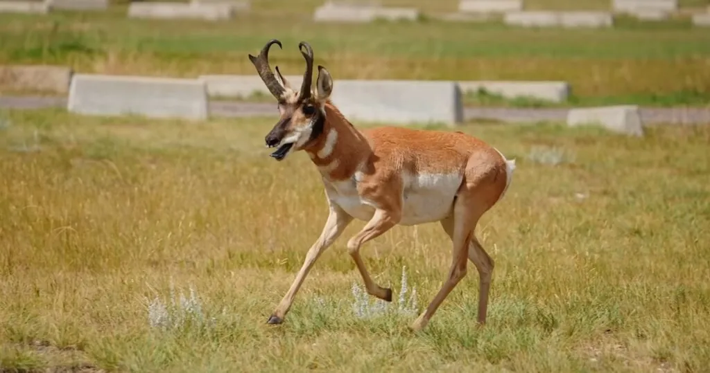 Pronghorn