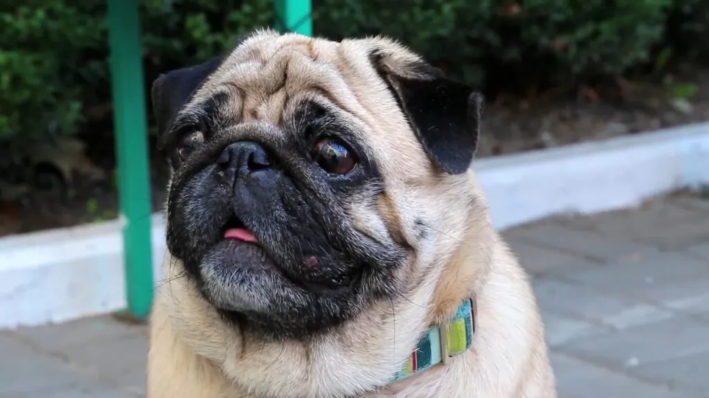 Pug dog - top 10 cutest dogs in the world