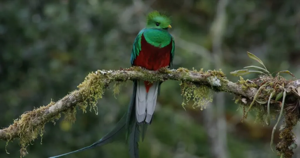 Quetzal