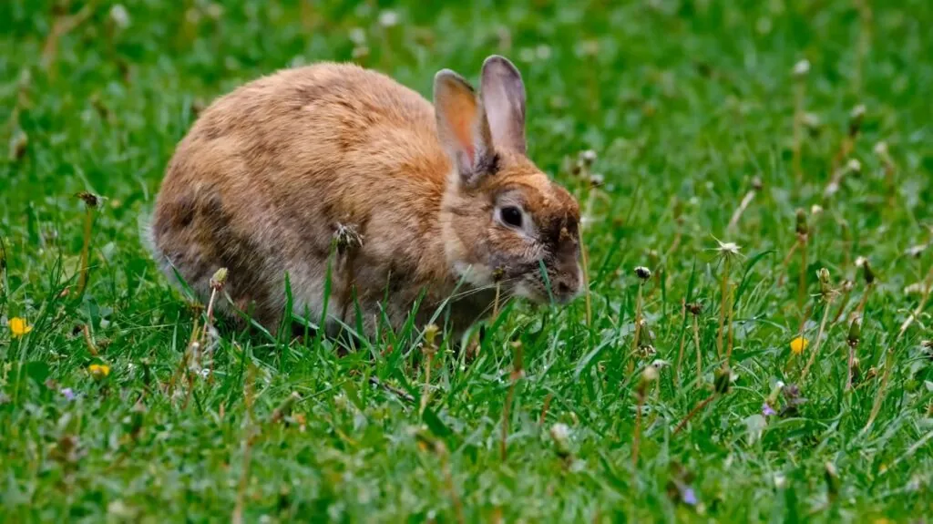 Rabbit - Top 10 Animals Used for Research