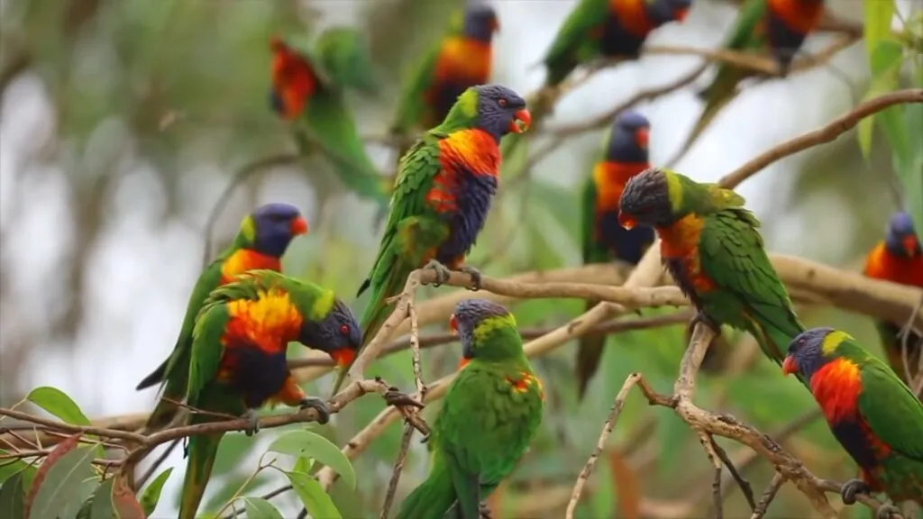 Rainbow Lorikeet - Most Colorful Birds in the World