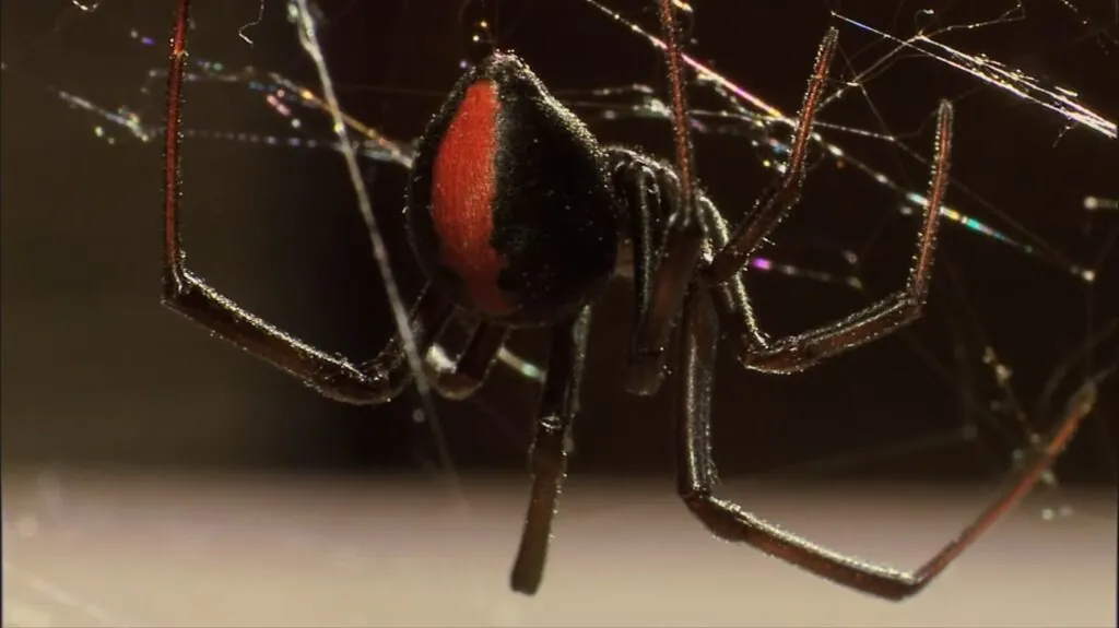 Redback Spider