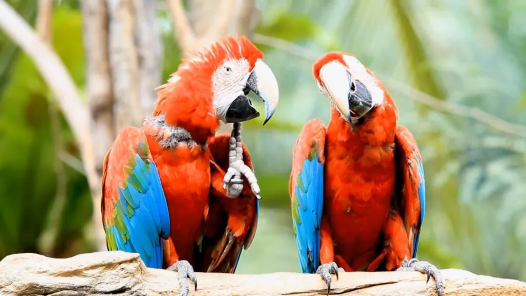 Scarlet Macaw - Most Colorful Birds in the World