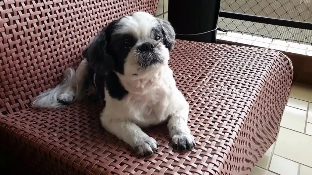 Shih Tzu - top 10 cutest dogs in the world