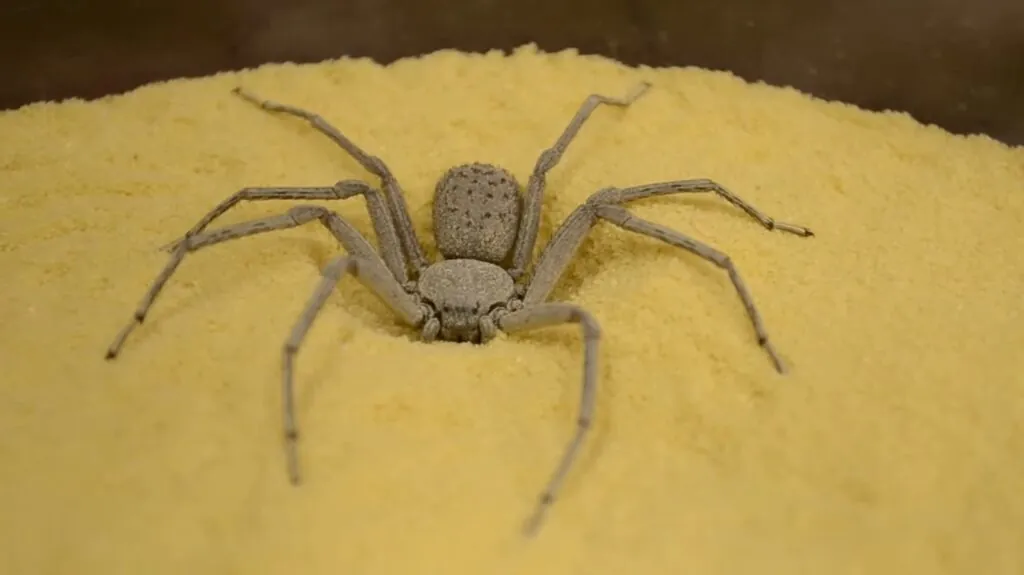 Six-Eyed Sand Spider - Scariest Spiders of the World