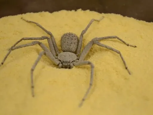 Six-Eyed Sand Spider