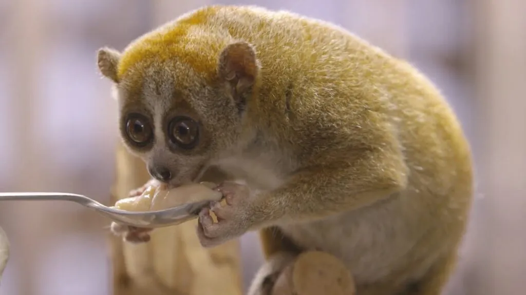 Slow Loris