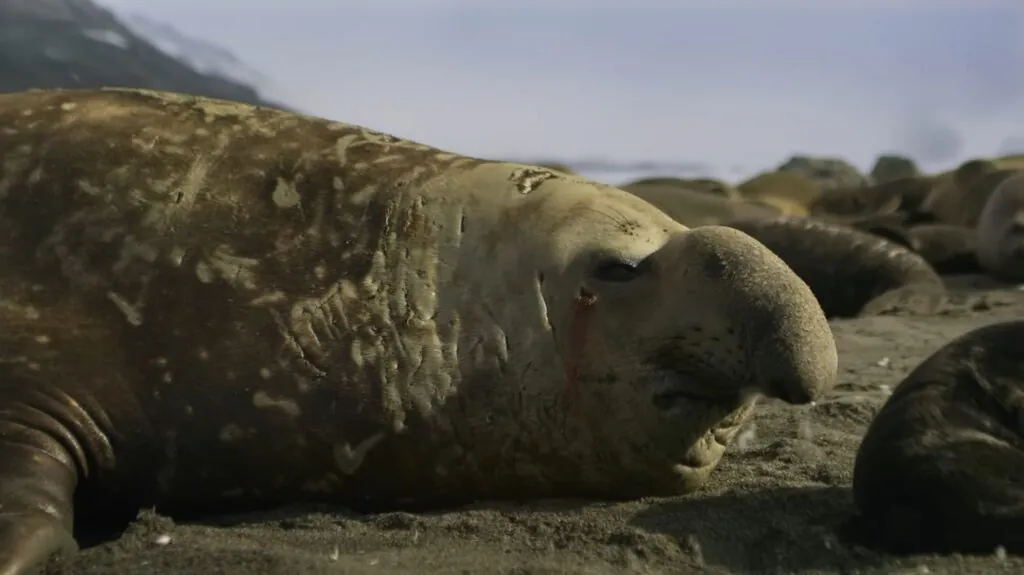 Southern Elephant Seal