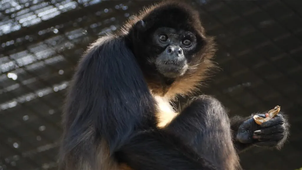 Spider Monkey - Animals That Live in Trees