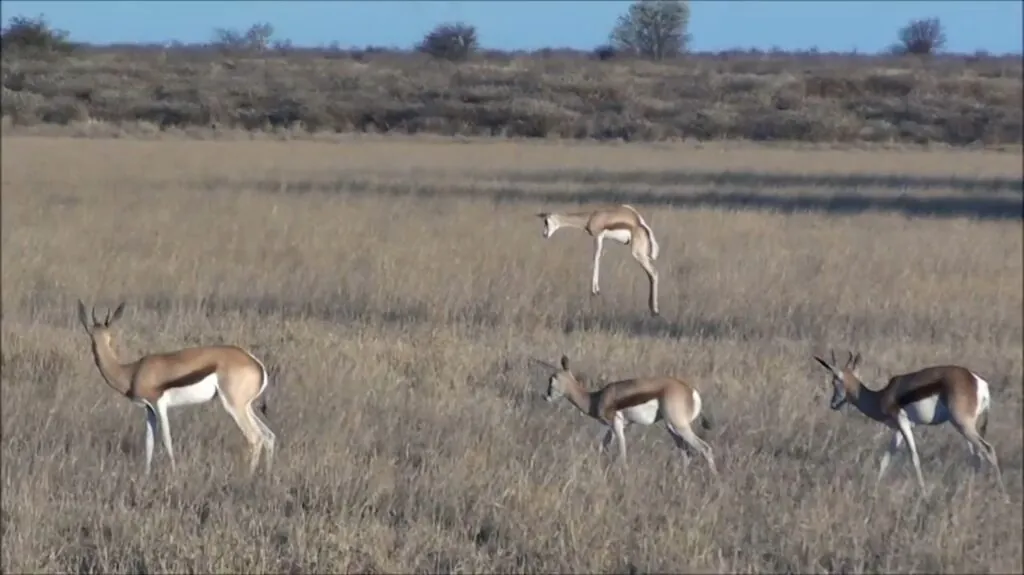 Springbok